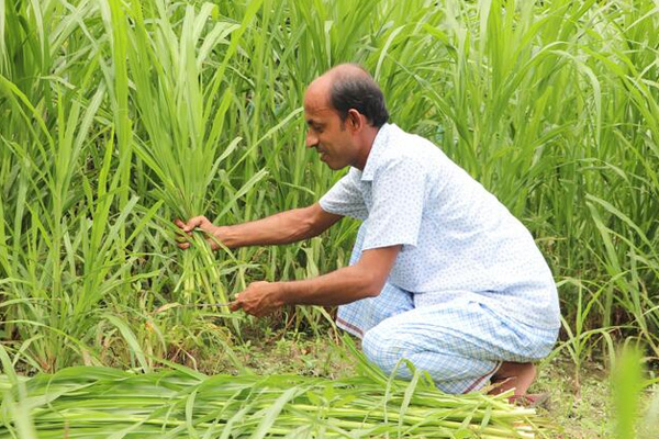 Napier Grass Contract Farming and Supply