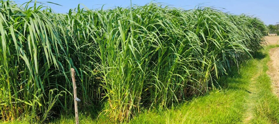 Napier Grass Contract Farming