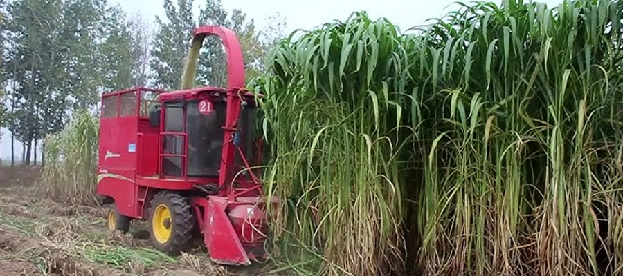 Napier Grass Contract Farming