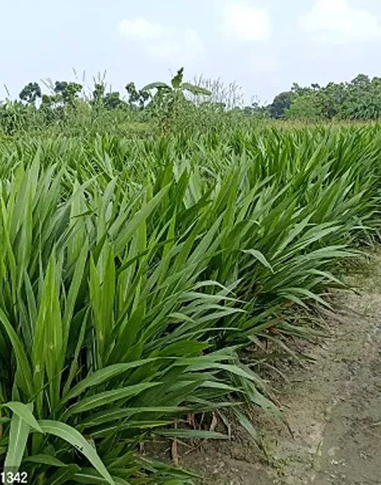 Napier Grass Contract Farming